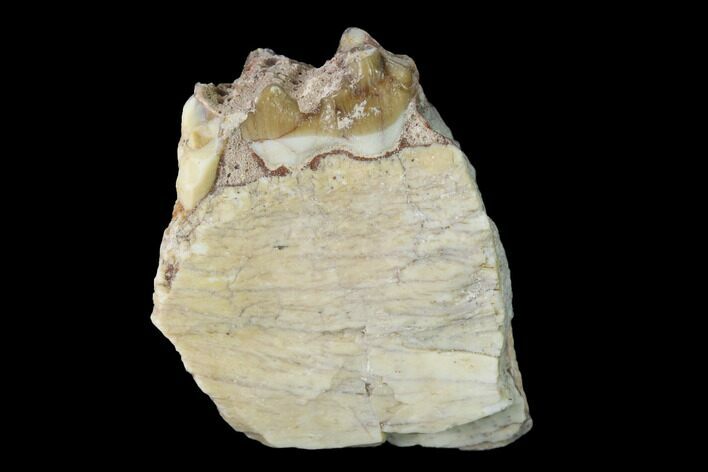 Fossil Horse (Mesohippus) Jaw Section - South Dakota #140877